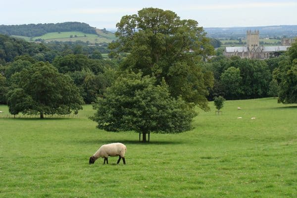 A sheep grazing in a meadow, with the Wells Cathedral in the background