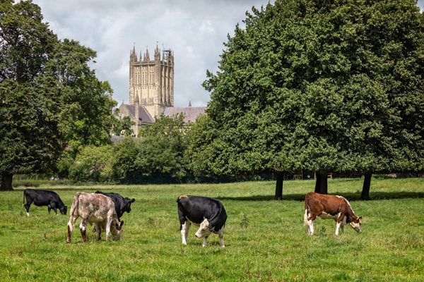 Cows grazing in field with trees with Wells Cathedral in background  - in Wells, Somerset, UK on 28 July 2020
