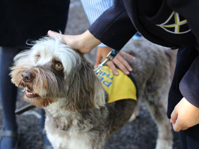 Muddy Puddles the Therapy Dog at Wells Cathedral School, an independent Prep School
